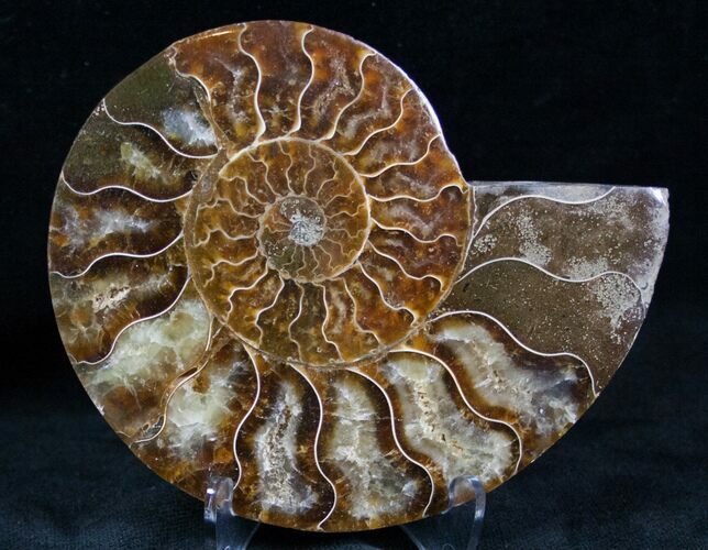 Cut and Polished Ammonite (Half) #7333